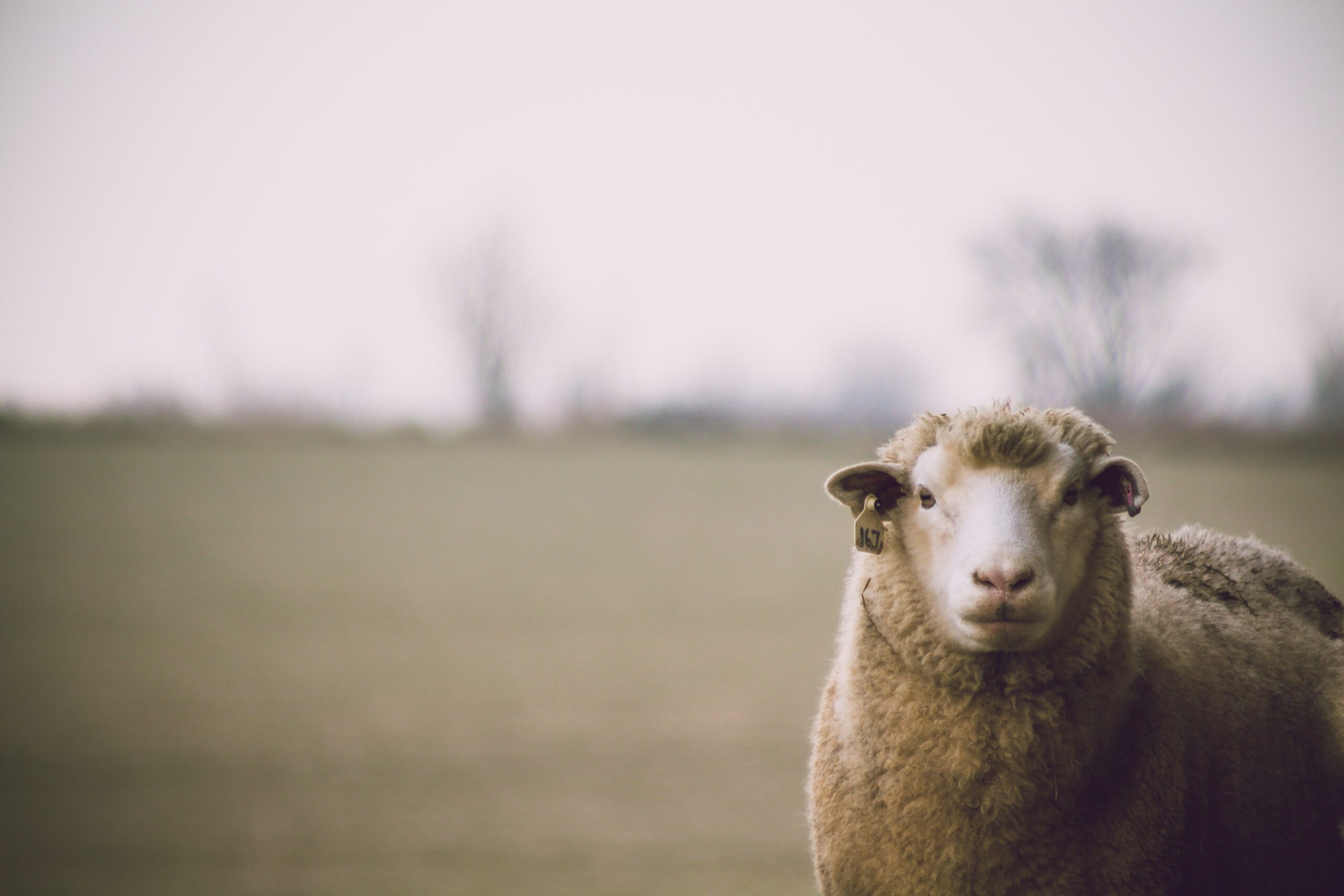 Owca patrząca w obiektyw na łące na zielonym tle